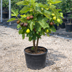 Figovník obyčajný (Ficus carica) DUO - ´BLACK AND WHITE´ - výška 60-80 cm, kont. C7,5L (-20°C)